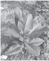 زراعة التبغ في جبل لبنان 